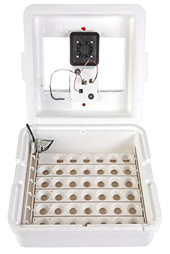 Little Giant Incubateur numérique à circulation d'air avec retourneur automatique (41 œufs) Incubateur d'œufs avec ventilateur et tourneur d'œufs (article n° 11300)